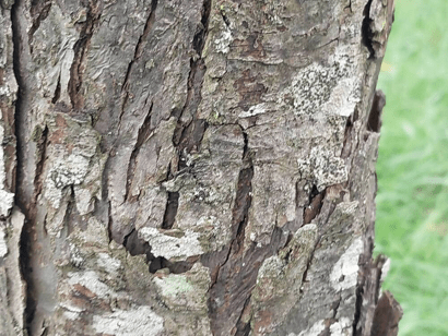 tree bark